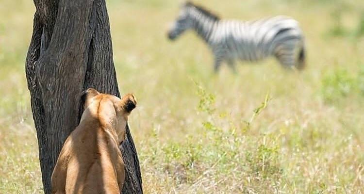 4-Days Camping Safari Visiting Serengeti and Ngorongoro & Kilimanjaro Day Hiking - African Polecat Safaris 2