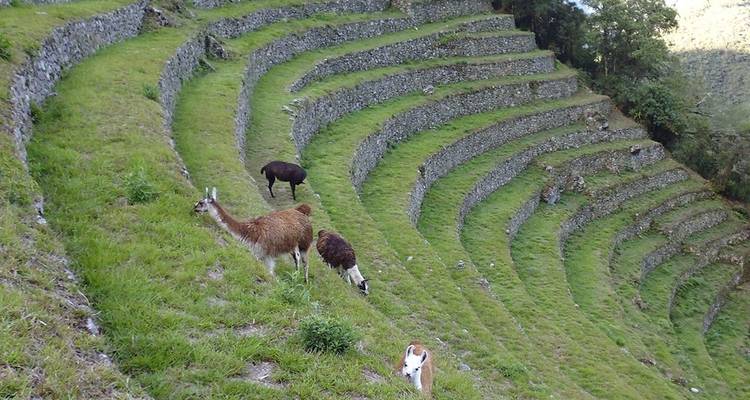 Inca Trail to Machu Picchu 2D/1N - Crossover Peru 2