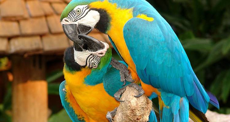 City & Jungle: Buenos Aires and Iguazú Falls - People Travel and Experience 3