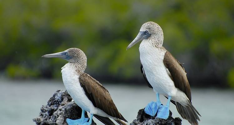 10 Days Galapagos Island Hopping in Santa Cruz and Isabela - Responsible Travel South America 3