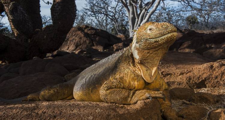 10 Days Galapagos Island Hopping in Santa Cruz and Isabela - Responsible Travel South America 10