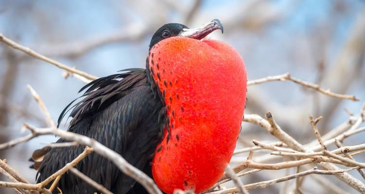 10 Days Galapagos Island Hopping in Santa Cruz and Isabela - Responsible Travel South America 8