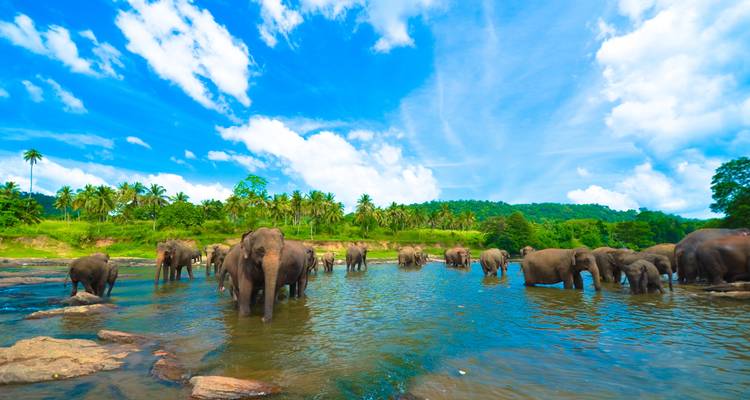 Amazing Sri Lanka - Himaliyan Tours and Travels 7