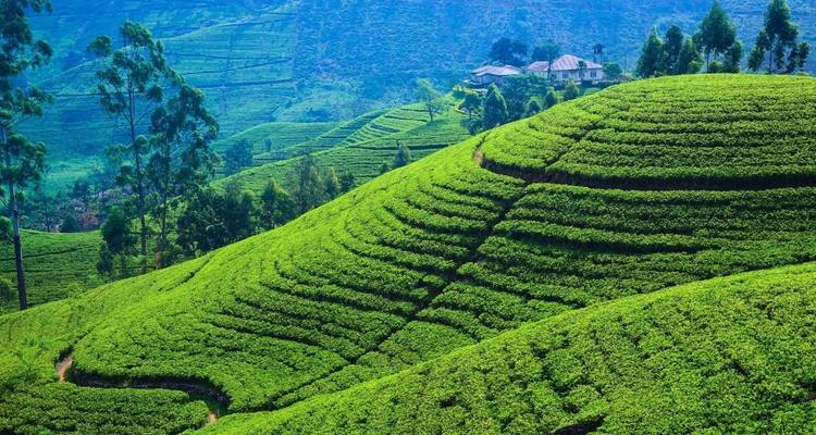 Amazing Sri Lanka - Himaliyan Tours and Travels 9