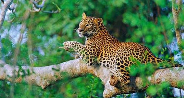 Amazing Sri Lanka - Himaliyan Tours and Travels 2