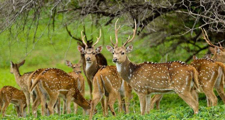 Sri Lanka - Royal Heritage Tour - Himaliyan Tours and Travels 4