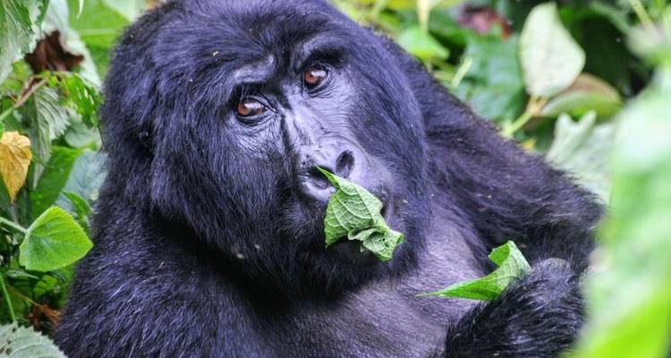 Eperience Rwanda Gorilla Trekking, Mt. Bisoke Hiking (Exclusively Private) - Devine African Safaris Ltd 1