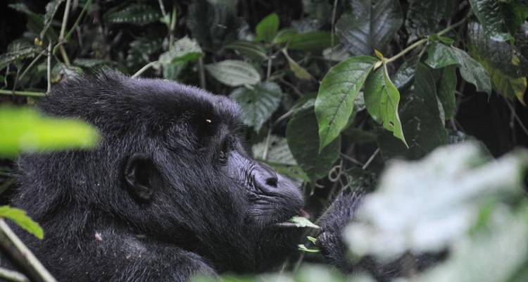 Eperience Rwanda Gorilla Trekking, Mt. Bisoke Hiking (Exclusively Private) - Devine African Safaris Ltd 8