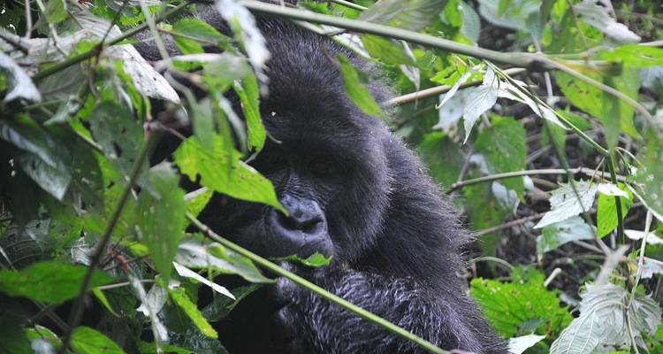 Découvrez les gorilles du Rwanda et le trekking des singes dorés (en exclusivité) - Devine African Safaris Ltd 1