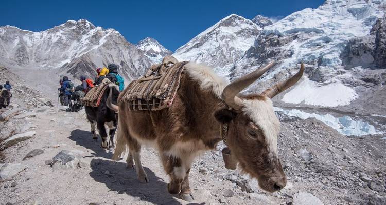 Manadas de yaks cargados con equipo siguen a los excursionistas por un sendero de gran altitud bajo las escarpadas y heladas cumbres del Himalaya.