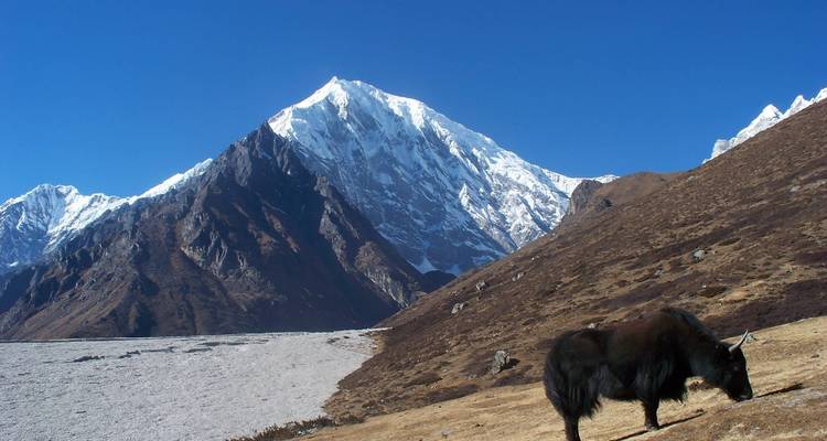 Yak grazing with snow-covered mountains in the background.