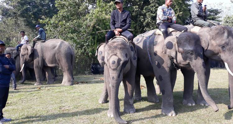 Rangée d'éléphants asiatiques avec des cornacs assis sur leurs dos dans une clairière herbeuse