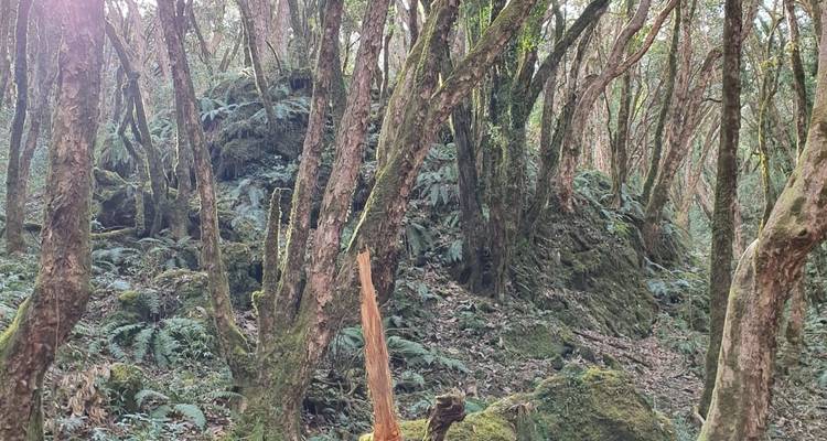 Dense bos met met mos bedekte bomen.