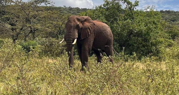 Safari au Kenya - 5 jours/4 nuits - Across Africa Tours & Travel 4