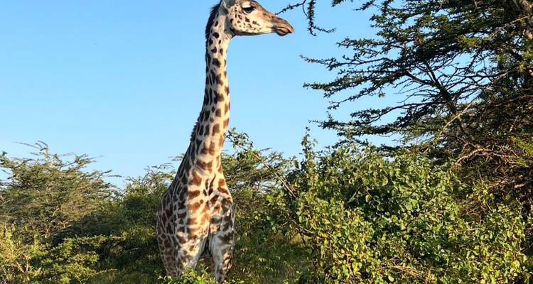 Safari au Kenya - 5 jours/4 nuits - Across Africa Tours & Travel 6