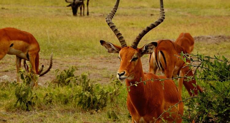 Safari au Kenya - 5 jours/4 nuits - Across Africa Tours & Travel 3