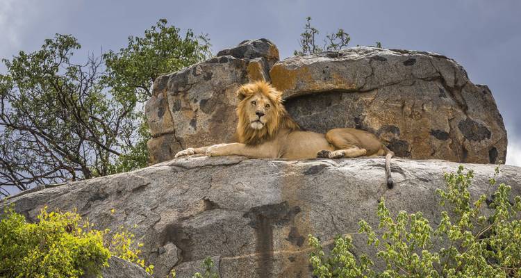 Safari camping de 5 jours en groupe - Deux nuits à Serengeti -  Travel Africa Safari Agency 7