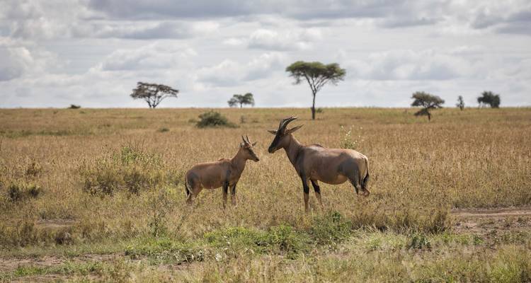 Safari camping de 5 jours en groupe - Deux nuits à Serengeti -  Travel Africa Safari Agency 8