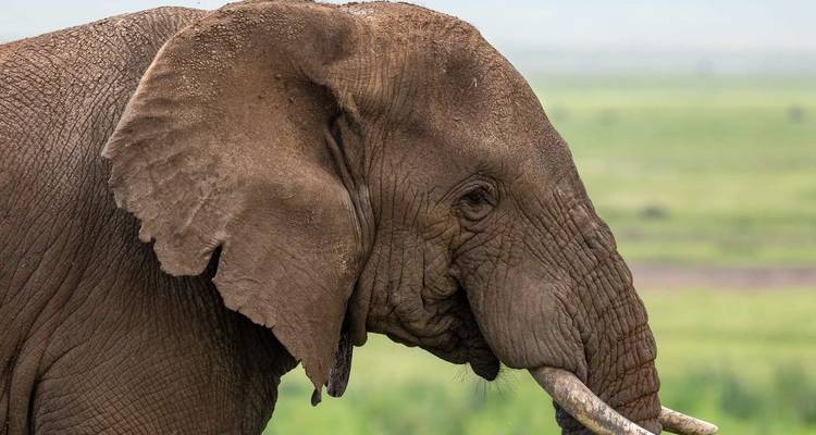 Gros plan du profil d'un éléphant dans un champ herbeux.