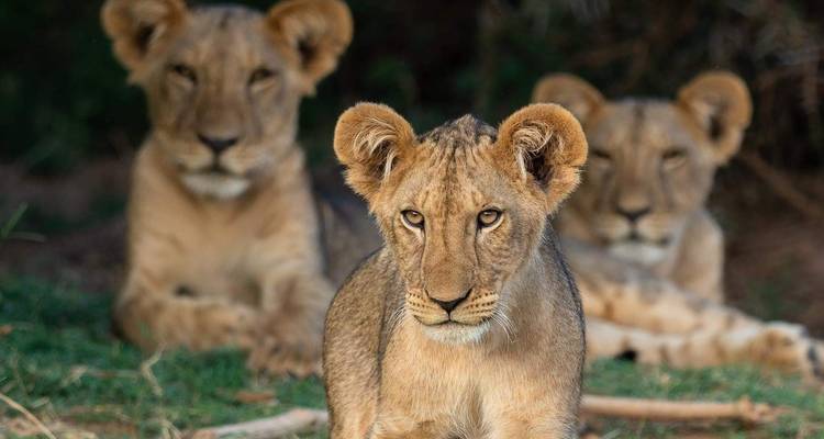 Trois lions allongés sur l'herbe, regardant l'appareil photo.