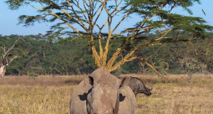 Rhinocéros marchant dans un paysage herbeux avec des arbres et un autre rhinocéros en arrière-plan.