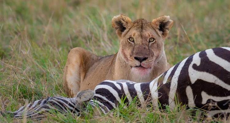 Lion avec une carcasse de zèbre sur l'herbe, regardant vers l'appareil photo.