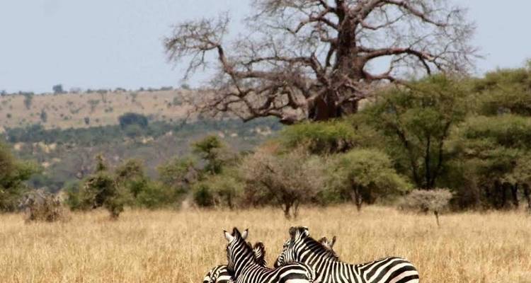Circuito de día completo al Parque Nacional de Tarangire -  Travel Africa Safari Agency 4