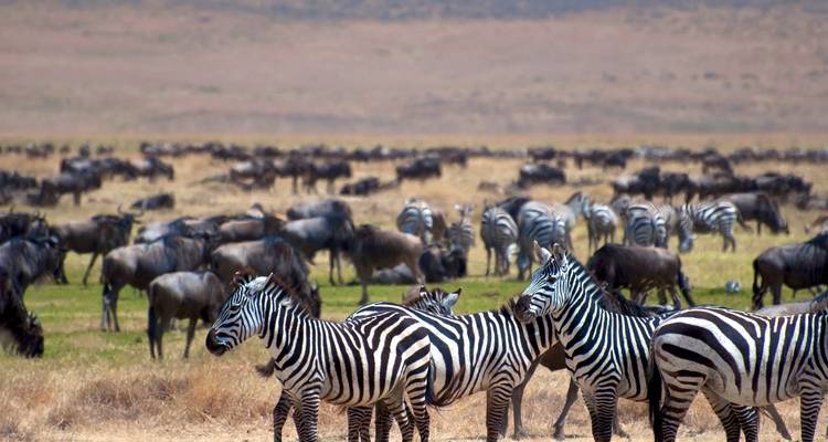 Excursion d'une journée au cratère du Ngorongoro depuis la ville d'Arusha -  Travel Africa Safari Agency 1