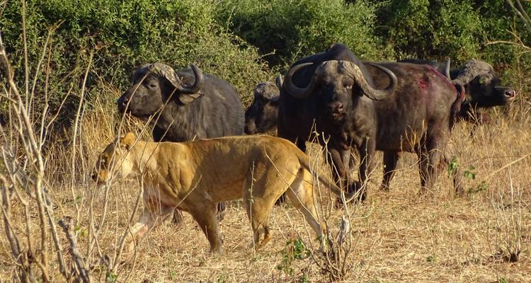 9 jours en Zambie : Aventure Safari Agréable avec MWEZI Travel - Lochinvar Safaris 6