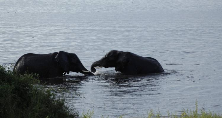 9 jours en Zambie : Aventure Safari Agréable avec MWEZI Travel - Lochinvar Safaris 7