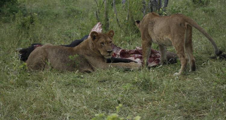 9 jours en Zambie : Aventure Safari Agréable avec MWEZI Travel - Lochinvar Safaris 2