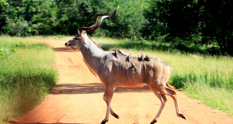 Kanzwa short holiday break  excursion  - 2 Nights Safari Tour to Kafue National Park - Southern Region (Ngoma Area Management) - Lochinvar Safaris 2
