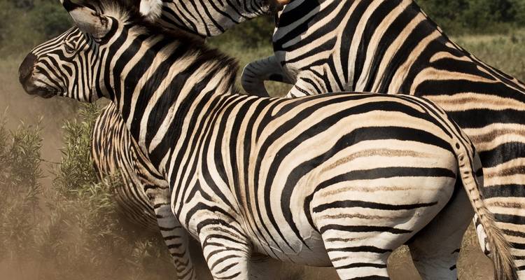 Kanzwa short holiday break  excursion  - 2 Nights Safari Tour to Kafue National Park - Southern Region (Ngoma Area Management) - Lochinvar Safaris 4