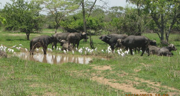 Kanzwa short holiday break  excursion  - 2 Nights Safari Tour to Kafue National Park - Southern Region (Ngoma Area Management) - Lochinvar Safaris 9