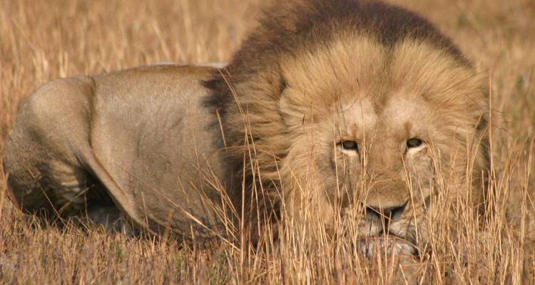 Kanzwa short holiday break  excursion  - 2 Nights Safari Tour to Kafue National Park - Southern Region (Ngoma Area Management) - Lochinvar Safaris 7