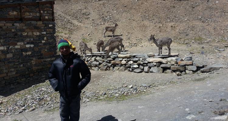 Persoon in winterkleding staand in de buurt van wilde geiten in een rotsachtig landschap.