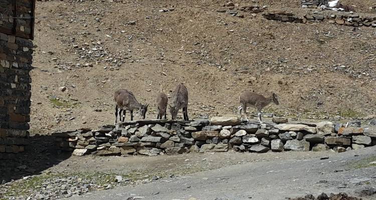 Groep geiten op een stenen muur in een rotsachtig landschap.