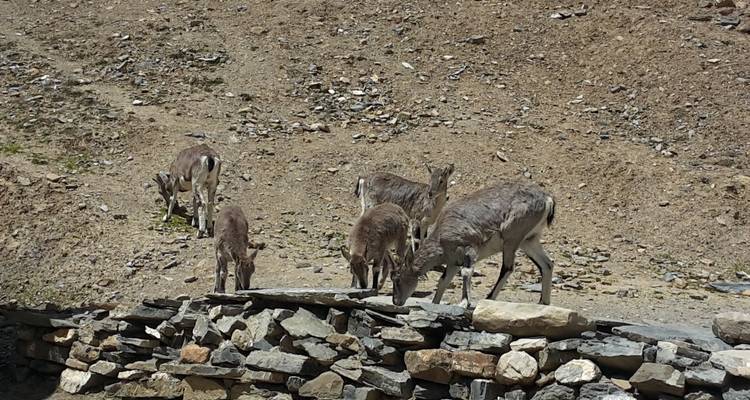 Vijf geiten grazend op rotsachtig terrein.