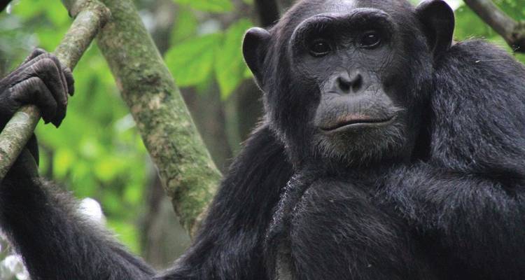 Safari de 11 días lo mejor de los gorilas y el rastreo de chimpancés - Ovacado Adventures 7