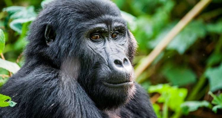 Safari de 11 días lo mejor de los gorilas y el rastreo de chimpancés - Ovacado Adventures 8