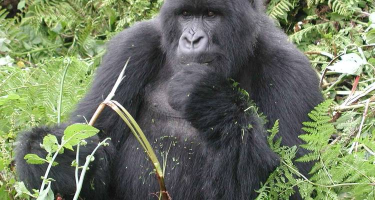 Safari de 11 días lo mejor de los gorilas y el rastreo de chimpancés - Ovacado Adventures 9