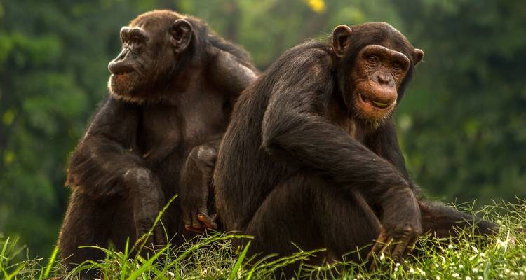 Safari de 11 días lo mejor de los gorilas y el rastreo de chimpancés - Ovacado Adventures 3