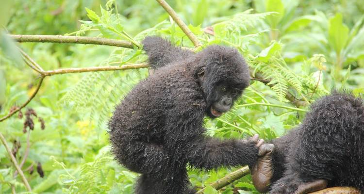 Safari de 11 días lo mejor de los gorilas y el rastreo de chimpancés - Ovacado Adventures 6