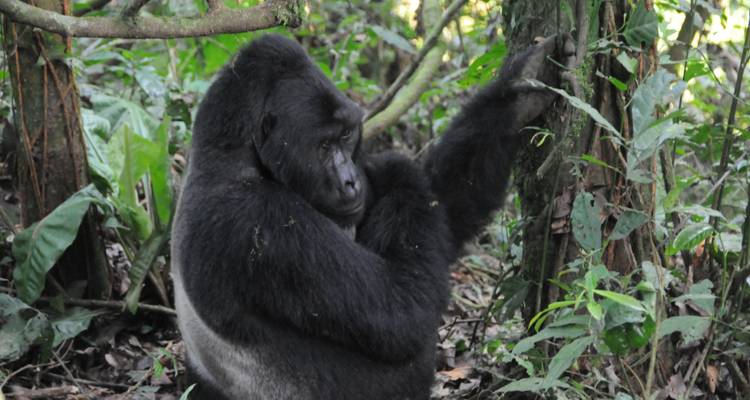 Safari de 11 días lo mejor de los gorilas y el rastreo de chimpancés - Ovacado Adventures 1