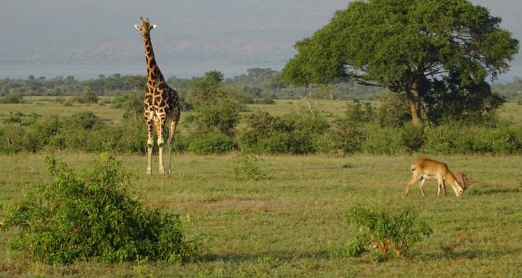 Safari de 3 días a las cataratas Murchison, Uganda - Enchanted Uganda Safaris Ltd  3
