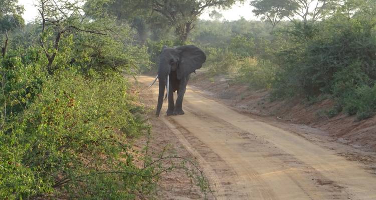 Safari de 3 días a las cataratas Murchison, Uganda - Enchanted Uganda Safaris Ltd  4
