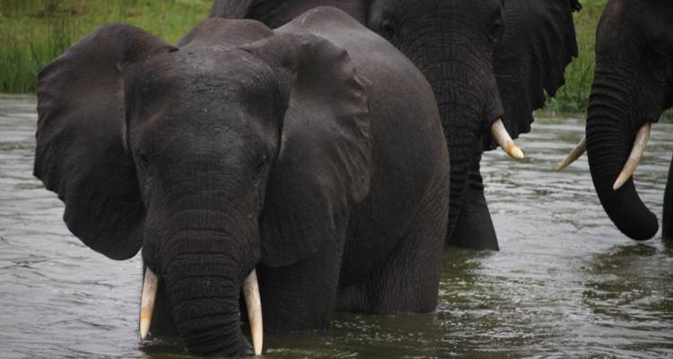 Parc national Queen Elizabeth en Ouganda - 3 jours - Enchanted Uganda Safaris Ltd  2