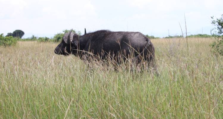 Parc national Queen Elizabeth en Ouganda - 3 jours - Enchanted Uganda Safaris Ltd  10