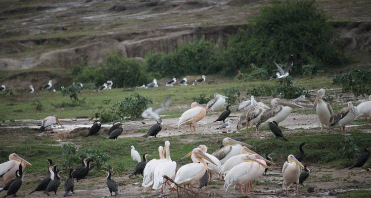 Parc national Queen Elizabeth en Ouganda - 3 jours - Enchanted Uganda Safaris Ltd  9