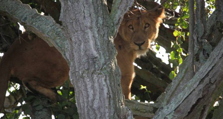 Parc national Queen Elizabeth en Ouganda - 3 jours - Enchanted Uganda Safaris Ltd  4